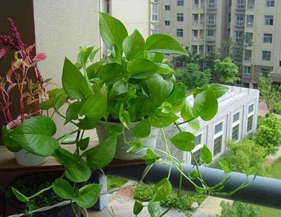 綠蘿有什么寓意，綠蘿的花語是什么/堅韌善良