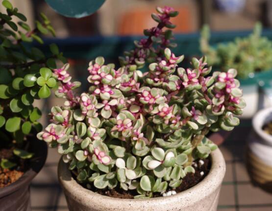 雅樂之舞葉片發(fā)皺是怎么回事，主要有三種原因造成(光照/溫度/澆水)