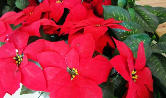 一品紅冬季怎么養(yǎng)，做好五個要點便可安然過冬