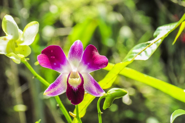 剛移栽的蘭花怎么澆水，當(dāng)天不澆等第二天澆足澆透