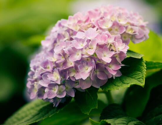 洋繡球花有毒嗎，誤食導(dǎo)致昏迷、抽搐現(xiàn)象