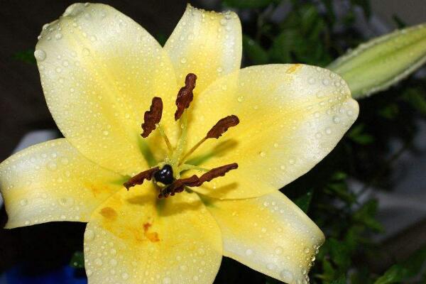 百合花花語(yǔ)代表什么，家庭美滿、偉大的愛