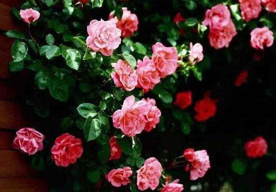 薔薇花的功效與作用，盤點(diǎn)薔薇花七大功效與作用