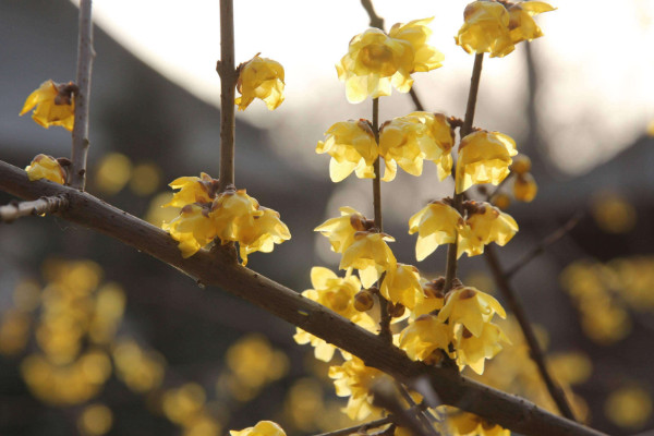 適合春節(jié)擺放的鮮花，臘梅花/桔梗花/蝴蝶蘭/劍蘭等
