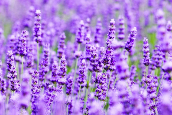 藍(lán)花鼠尾草與薰衣草的區(qū)別，薰衣草花香沁人心脾
