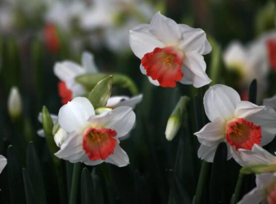 水仙花有幾種顏色，欣賞水仙最好看六種顏色