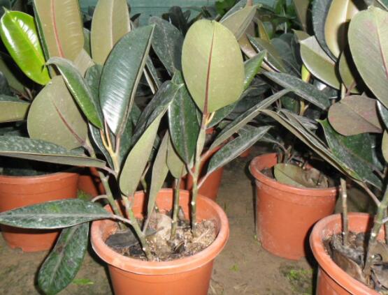 橡皮樹掉葉子還會(huì)長嗎，只要不死就會(huì)繼續(xù)生長(做好養(yǎng)護(hù)管理)