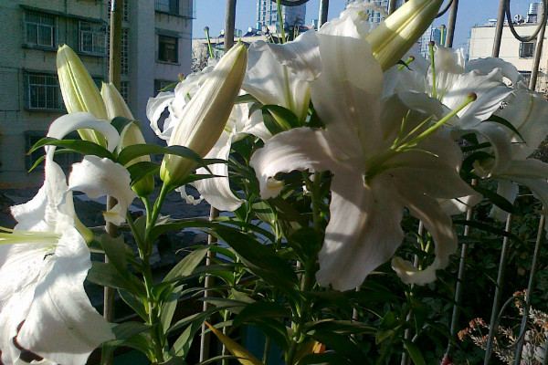 啤酒可以代替營(yíng)養(yǎng)液?jiǎn)幔荒艽鏍I(yíng)養(yǎng)液長(zhǎng)期使用