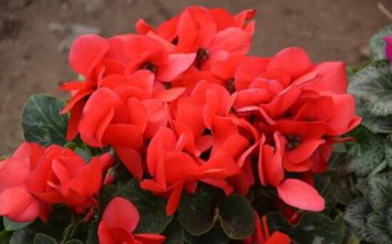 仙客來黃葉是怎么回事，仙客來葉子發(fā)黃處理方法