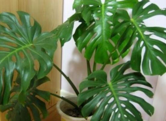 龜背竹的養(yǎng)殖方法和注意事項，老農(nóng)教你八大簡單易學養(yǎng)殖方法