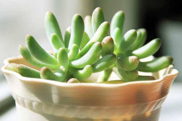 多肉用什么肥料，元素肥/營(yíng)養(yǎng)液/有機(jī)肥/緩釋肥等