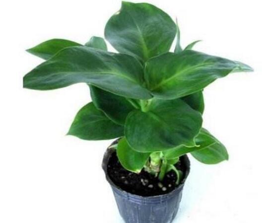 廣東萬年青怎么養(yǎng)，廣東萬年青的養(yǎng)殖方法和注意事項(xiàng)