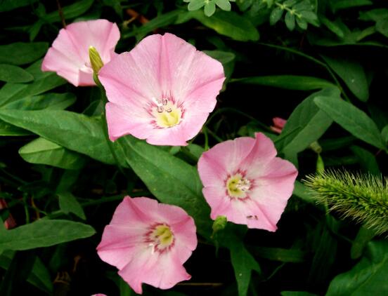 打碗花與牽?；ǖ膮^(qū)別，教你三種區(qū)別方法(株型/生長(zhǎng)習(xí)性/價(jià)值)