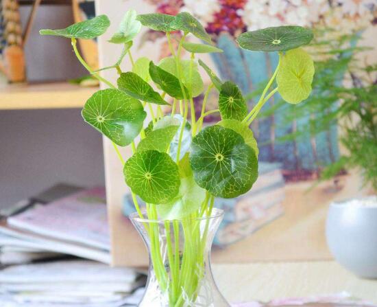 銅錢草可以放魚缸里嗎，銅錢草水培方法