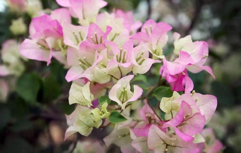 三角梅一年開幾次花，養(yǎng)護(hù)得當(dāng)整年開花