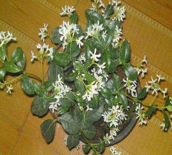 茉莉花的常見(jiàn)品種，欣賞最好看的六大品種