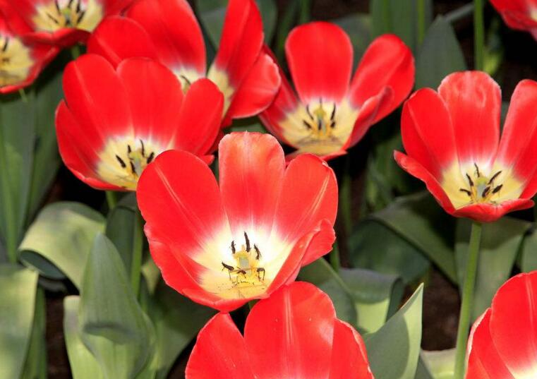 郁金香圖片大全，最好的品種克氏郁金香