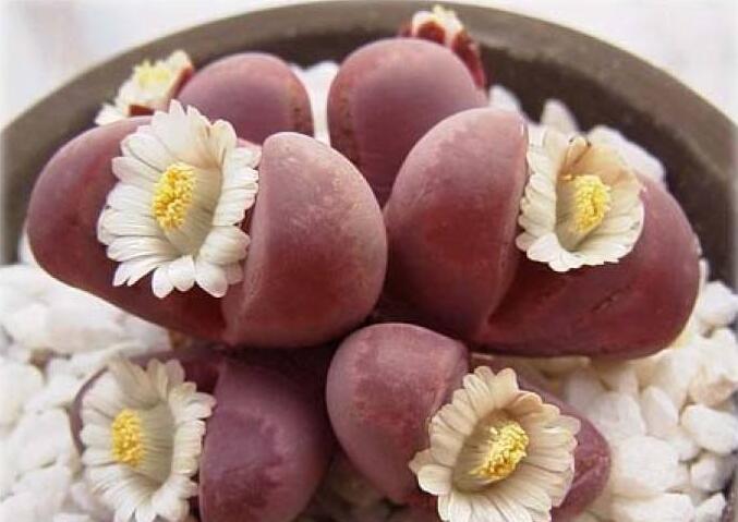 生石花皺了怎么辦，要警惕是這4種原因造成的