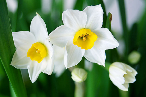 水仙花的花語和象征，自戀/思念/美好愛情