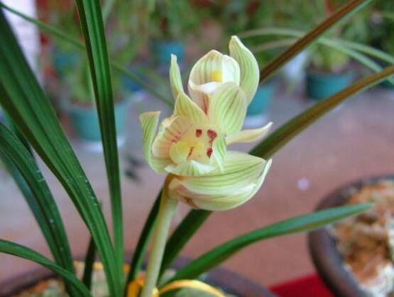 蘭花的品種，細(xì)數(shù)蘭花十大最珍貴的品種