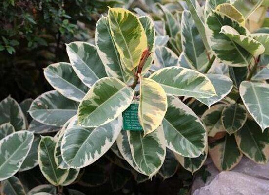 橡皮樹(shù)常見(jiàn)品種，盤點(diǎn)最好看的五大種類