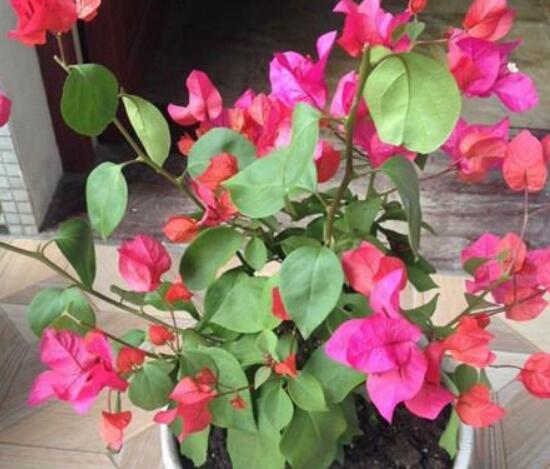 三角梅怎么修剪，三角梅的修剪方法