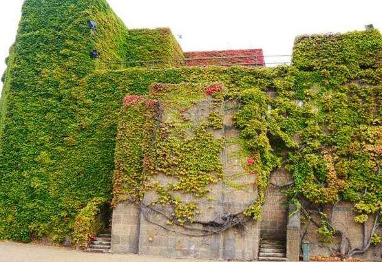 常春藤和爬山虎的區(qū)別，三個(gè)方法教你簡(jiǎn)單分辨