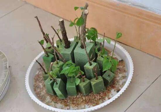 三角梅怎么繁殖，三角梅的扦插方法圖解