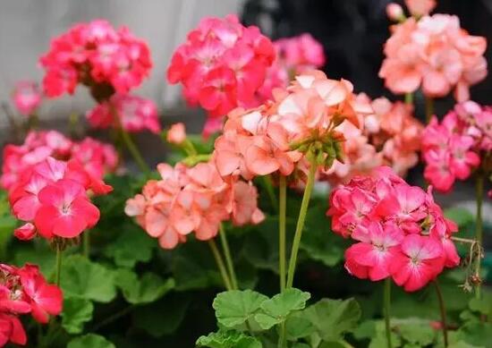 天竺葵夏天怎么澆水，天竺葵的澆水方法