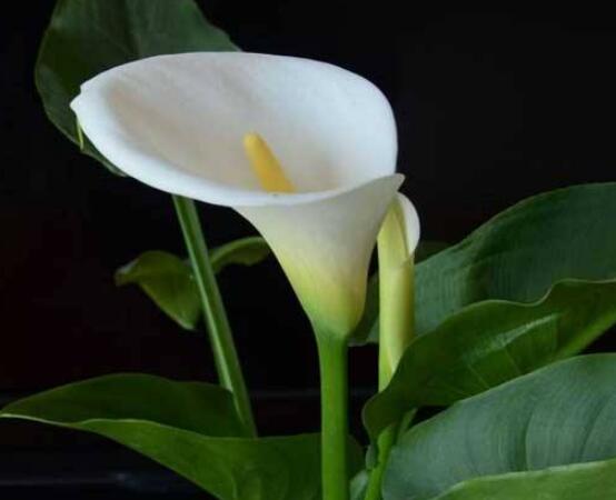 馬蹄蓮的繁殖方法圖解，詳解三種存活率最高常用方法