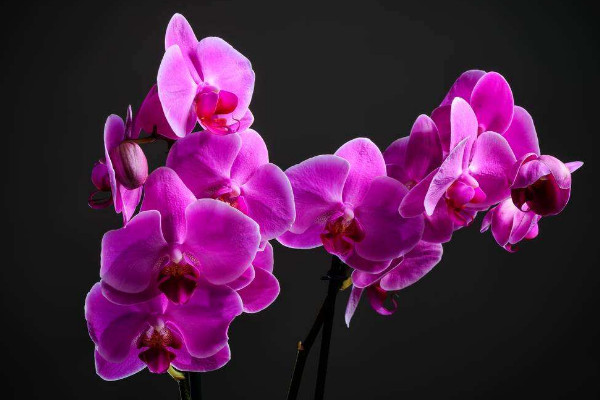 剛移栽的蘭花怎么澆水，當(dāng)天不澆等第二天澆足澆透