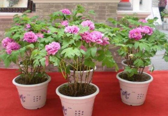 牡丹花種植方法，老農(nóng)歸納最全面的種植技巧(種植前后)