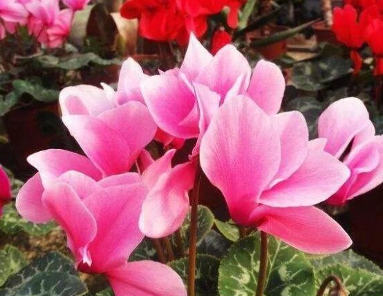 仙客來軟腐病怎么辦，除掉腐爛部位/及時(shí)噴施藥物治療