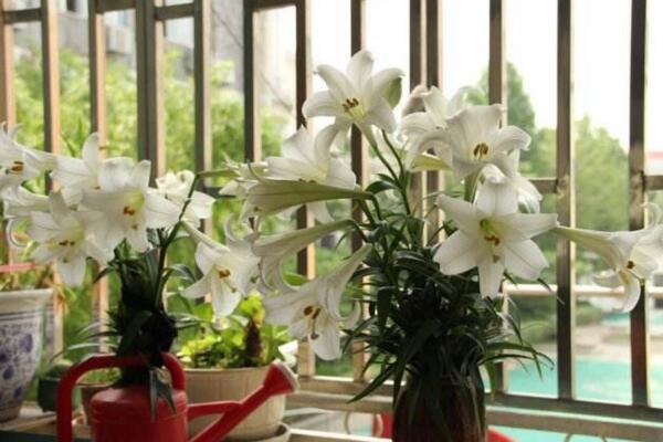 百合開花后怎么處理，及時修剪并適當(dāng)追肥