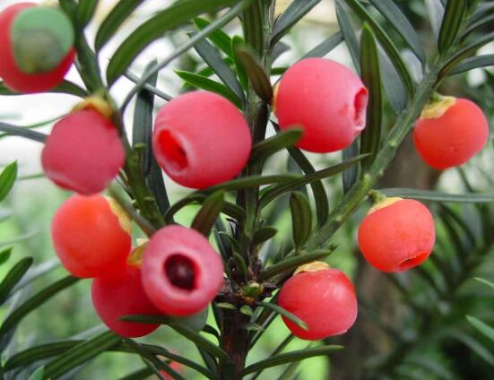 紅豆杉怎么施肥，遠(yuǎn)離根部施薄肥