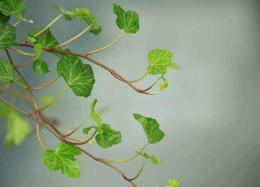 常春藤有什么作用，綠化環(huán)境又凈化空氣