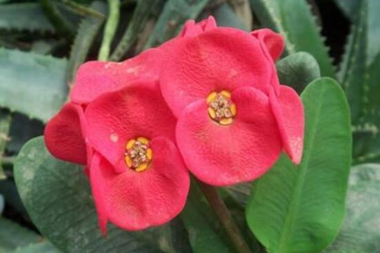 虎刺梅不開花什么原因，老農(nóng)總結(jié)最實(shí)用三種解決方法