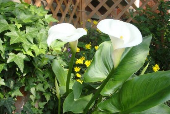 馬蹄蓮葉子發(fā)黃怎么辦，五個(gè)步驟讓它重新恢復(fù)生機(jī)