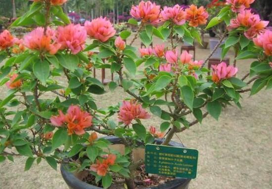 三角梅有哪些品種，常見的三角梅品種大全