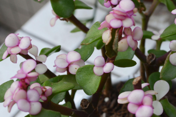 金枝玉葉葉子怎么變粉，光照充足/增加溫差/通風(fēng)追肥