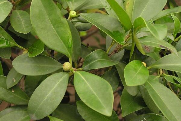 平安樹(shù)的養(yǎng)殖方法和注意事項(xiàng)，勤換盆多松土