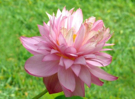 牡丹花的特點(diǎn)是什么，細(xì)數(shù)牡丹花六大特點(diǎn)