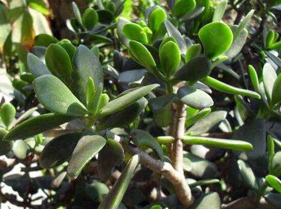 燕子掌怎么養(yǎng)長得更快，做好五個要點(diǎn)盆盆爆滿