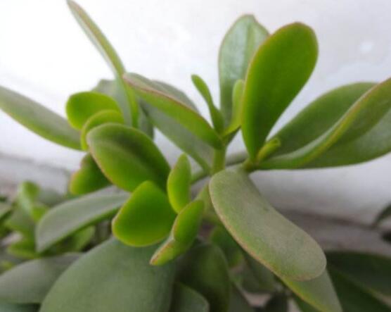 盆栽燕子掌的養(yǎng)殖方法，教你八大基本方法可生長的青翠碧綠