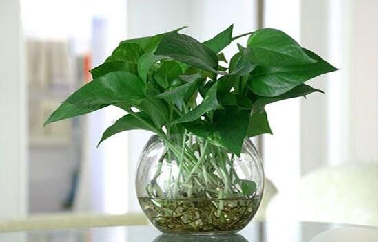 水培綠蘿可以養(yǎng)魚嗎，綠蘿怎么水培方法圖解