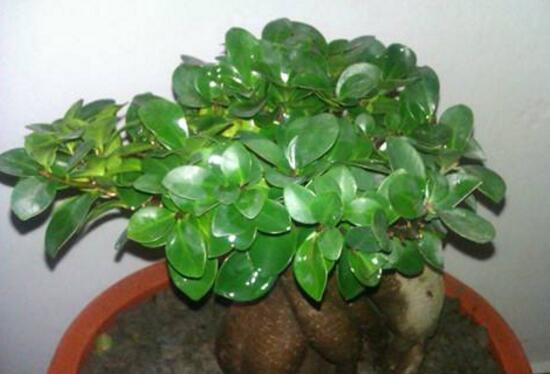 榕樹盆景冬天怎么養(yǎng)，盆景榕樹冬季注意事項(xiàng)