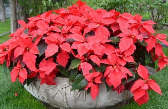 一品紅花語是什么，一品紅花語代表著我的心正在燃燒