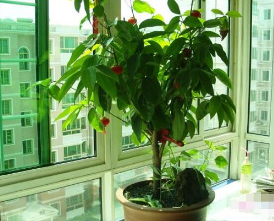 平安樹為什么不發(fā)新芽，三種原因以及解決方法