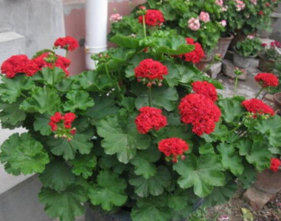 天竺葵葉子黃怎么回事，五種原因以及解決辦法