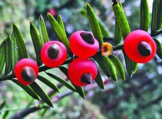 紅豆杉用什么土栽培好，疏松透氣、保水保肥